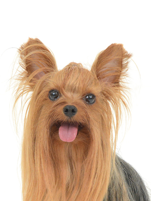 エムドッグス,動物プロダクション,ペットモデル,モデル犬,タレント犬,ヨークシャーテリア,マリア
