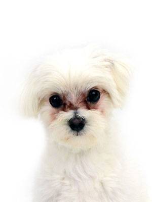 エムドッグス,動物プロダクション,ペットモデル,モデル犬,タレント犬,マルチーズ,アマルマル