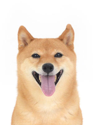 エムドッグス,動物プロダクション,ペットモデル,ペットタレント,モデル犬,タレント犬,柴犬,なな
