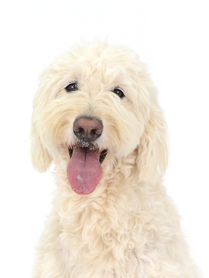 エムドッグス,動物プロダクション,ペットモデル,モデル犬,タレント犬,ゴールデンドゥードル,ELMO,エルモ