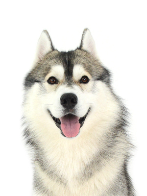 エムドッグス,動物プロダクション,ペットモデル,モデル犬,タレント犬,シベリアンハスキー,Blanc,ブラン