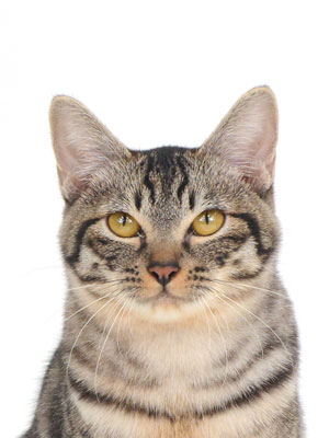 エムドッグス,動物プロダクション,ペットモデル,モデル猫,タレント猫,MIX猫,タイム