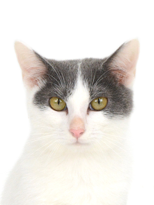 エムドッグス,動物プロダクション,ペットモデル,モデル猫,タレント猫,MIX猫,ピアノ