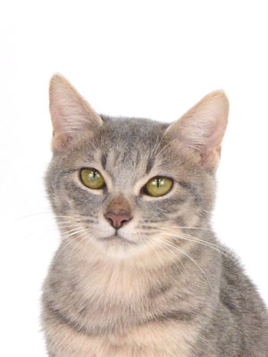 エムドッグス,動物プロダクション,ペットモデル,モデル猫,タレント猫,MIX猫,うたたね