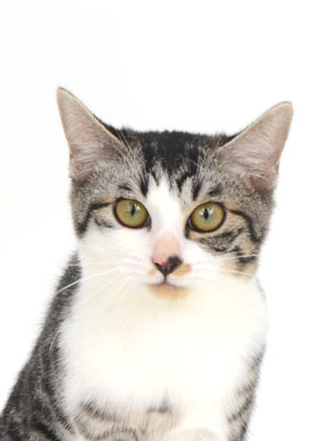 エムドッグス,動物プロダクション,ペットモデル,モデル猫,タレント猫,MIX猫,影踏み,かげふみ
