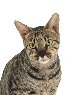 エムドッグス,動物プロダクション,ペットモデル,モデル猫,タレント猫,サバンナキャット,蓮,れん