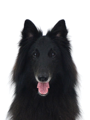 エムドッグス,動物プロダクション,ペットモデル,モデル犬,タレント犬,ベルジアンシェパードグローネンダール,莉緒,りお