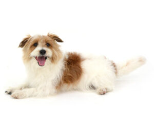 エムドッグス,動物プロダクション,ペットモデル,モデル犬,タレント犬,ジャックラッセルテリア,レナード
