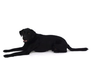 エムドッグス,動物プロダクション,ペットモデル,モデル犬,タレント犬,ラブラドールレトリーバー,Morgan,モーガン