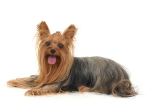 エムドッグス,動物プロダクション,ペットモデル,モデル犬,タレント犬,ヨークシャーテリア,マリア