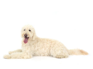 エムドッグス,動物プロダクション,ペットモデル,モデル犬,タレント犬,ゴールデンドゥードル,ELMO,エルモ