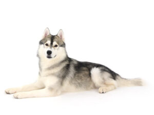 エムドッグス,動物プロダクション,ペットモデル,モデル犬,タレント犬,シベリアンハスキー,Blanc,ブラン