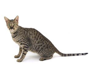 エムドッグス,動物プロダクション,ペットモデル,モデル猫,タレント猫,サバンナキャット,蓮,れん