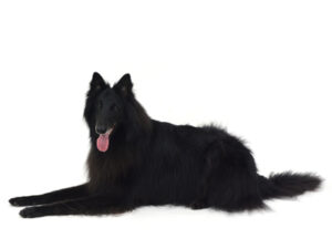 エムドッグス,動物プロダクション,ペットモデル,モデル犬,タレント犬,ベルジアンシェパードグローネンダール,莉緒,りお