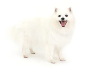 エムドッグス,動物プロダクション,ペットモデル,モデル犬,タレント犬,日本スピッツ,林檎,りんご