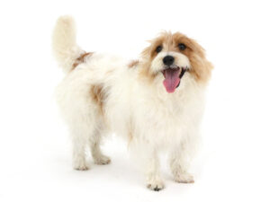 エムドッグス,動物プロダクション,ペットモデル,モデル犬,タレント犬,ジャックラッセルテリア,レナード
