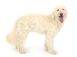 エムドッグス,動物プロダクション,ペットモデル,モデル犬,タレント犬,ゴールデンドゥードル,ELMO,エルモ