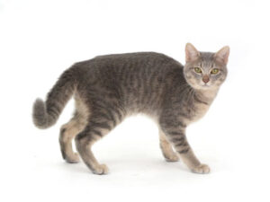 エムドッグス,動物プロダクション,ペットモデル,モデル猫,タレント猫,MIX猫,うたたね