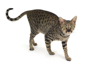 エムドッグス,動物プロダクション,ペットモデル,モデル猫,タレント猫,サバンナキャット,蓮,れん