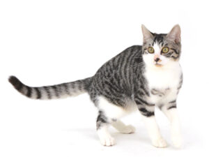 エムドッグス,動物プロダクション,ペットモデル,モデル猫,タレント猫,MIX猫,影踏み,かげふみ