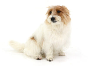 エムドッグス,動物プロダクション,ペットモデル,モデル犬,タレント犬,ジャックラッセルテリア,レナード