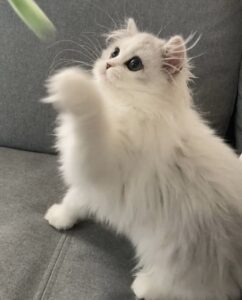 エムドッグス,動物プロダクション,ペットモデル,モデル猫,タレント猫,ミヌエット