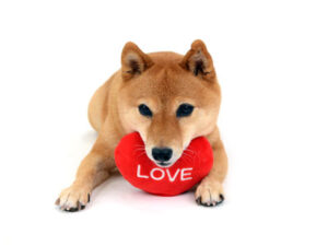エムドッグス,動物プロダクション,ペットモデル,ペットタレント,モデル犬,タレント犬,柴犬,なな