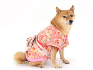 エムドッグス,動物プロダクション,ペットモデル,ペットタレント,モデル犬,タレント犬,柴犬,なな