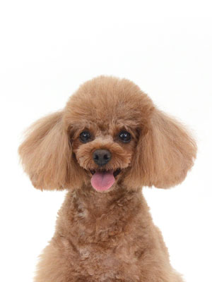 エムドッグス,動物プロダクション,ペットモデル,モデル犬,タレント犬,トイプードル,ぷぷ