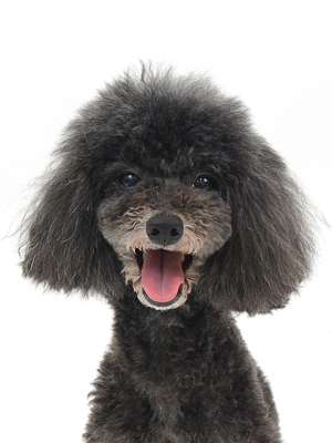 エムドッグス,動物プロダクション,ペットモデル,モデル犬,タレント犬,トイプードル,黒太,くろた