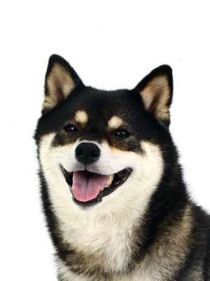 エムドッグス,動物プロダクション,ペットモデル,ペットタレント,モデル犬,タレント犬,柴犬.うめ