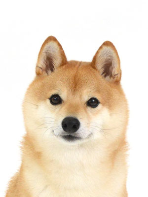 エムドッグス,動物プロダクション,ペットモデル,ペットタレント,モデル犬,タレント犬,柴犬.茶太,ちゃた