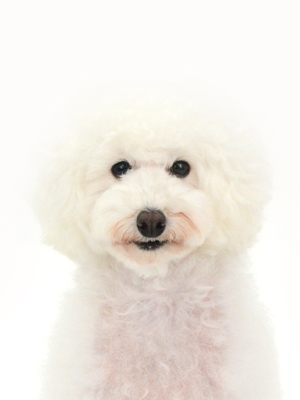 エムドッグス,動物プロダクション,ペットモデル,モデル犬,タレント犬,トイプードル,ふうた