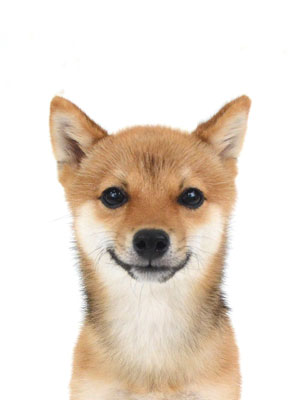 エムドッグス,動物プロダクション,ペットモデル,ペットタレント,モデル犬,タレント犬,柴犬.辰,とき