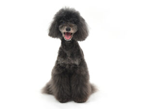 エムドッグス,動物プロダクション,ペットモデル,モデル犬,タレント犬,トイプードル,黒太,くろた