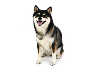 エムドッグス,動物プロダクション,ペットモデル,ペットタレント,モデル犬,タレント犬,柴犬.うめ