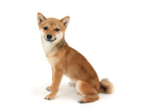 エムドッグス,動物プロダクション,ペットモデル,ペットタレント,モデル犬,タレント犬,柴犬.辰,とき
