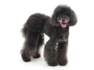 エムドッグス,動物プロダクション,ペットモデル,モデル犬,タレント犬,トイプードル,黒太,くろた