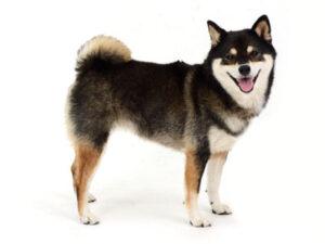 エムドッグス,動物プロダクション,ペットモデル,ペットタレント,モデル犬,タレント犬,柴犬.うめ