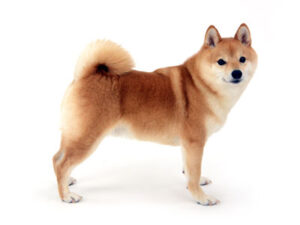 エムドッグス,動物プロダクション,ペットモデル,ペットタレント,モデル犬,タレント犬,柴犬.茶太,ちゃた