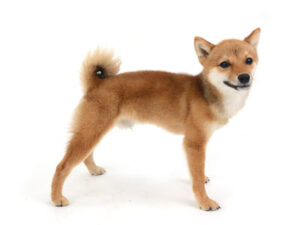 エムドッグス,動物プロダクション,ペットモデル,ペットタレント,モデル犬,タレント犬,柴犬.辰,とき