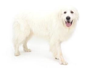 エムドッグス,動物プロダクション,ペットモデル,ペットタレント,モデル犬,タレント犬,グレートピレニーズ,樹来,じゅら