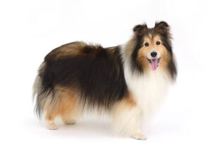 エムドッグス,動物プロダクション,ペットモデル,ペットタレント,モデル犬,タレント犬,シェルティ,シェットランドシープドッグ,ルチェ
