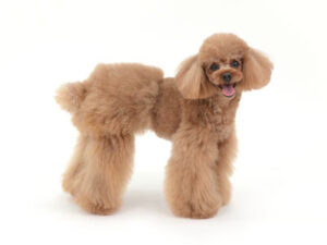 エムドッグス,動物プロダクション,ペットモデル,モデル犬,タレント犬,トイプードル,ぷぷ