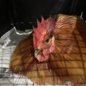 エムドッグス,動物プロダクション,ペットモデル,ペットタレント,モデル犬,タレント犬,東天紅,ニワトリ