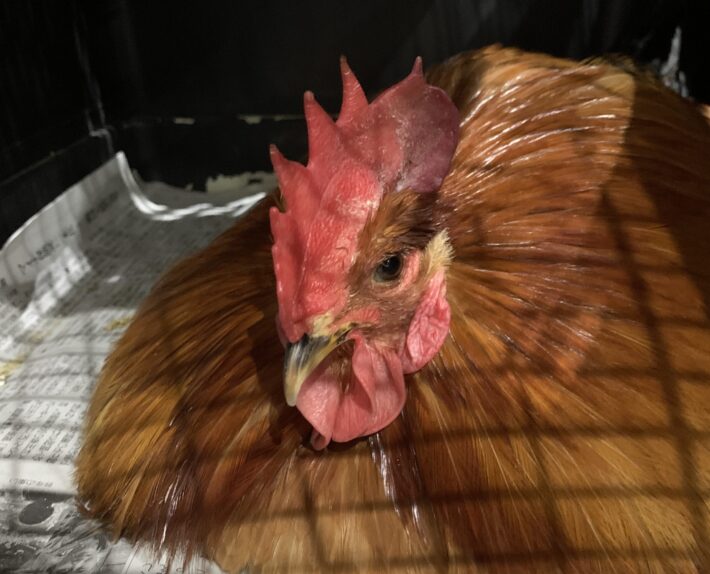 エムドッグス,動物プロダクション,ペットモデル,ペットタレント,モデル犬,タレント犬,東天紅,ニワトリ