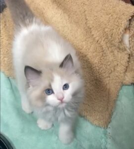 エムドッグス,動物プロダクション,ペットモデル,モデル猫,タレント猫,ラグドール,子猫