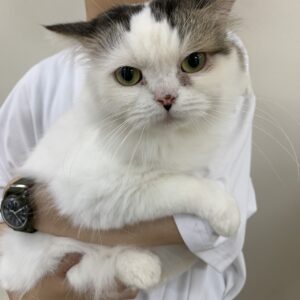 エムドッグス,動物プロダクション,ペットモデル,ペットタレント,モデル猫,タレント猫,スコティシュフォールド,おはぎ