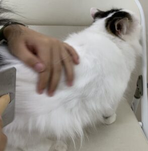 エムドッグス,動物プロダクション,ペットモデル,ペットタレント,モデル猫,タレント猫,スコティシュフォールド,おはぎ
