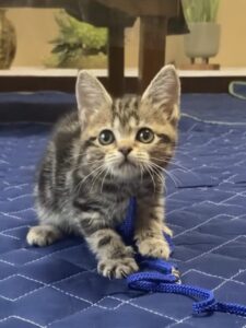アメリカンショートヘア,子猫,猫といっしょに暮らしてみたら,ABEMA